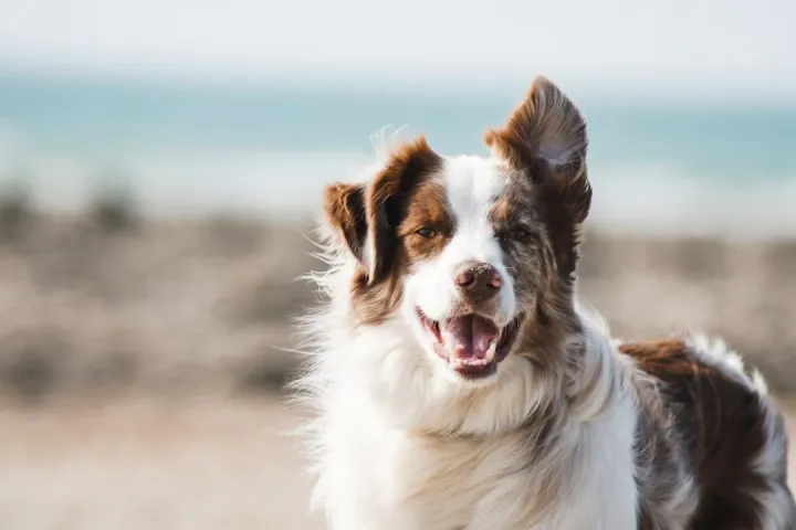 Cane bianco e marrone a pelo lungo con la bocca aperta, in riva al mare