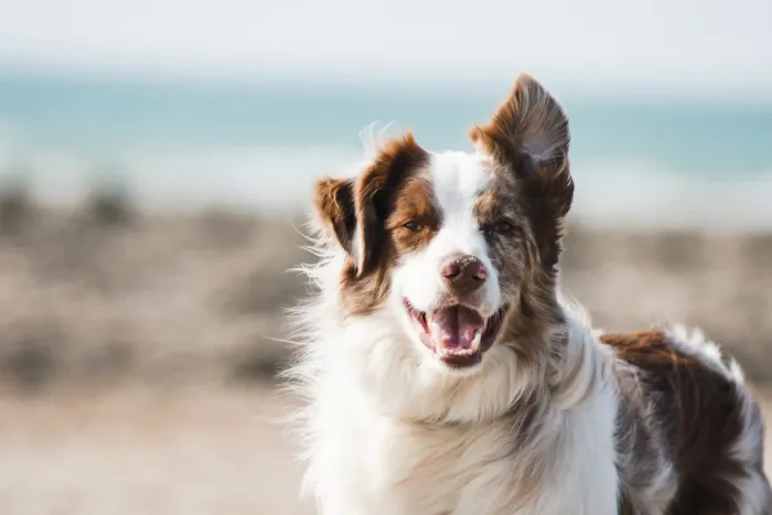 Cane bianco e marrone a pelo lungo con la bocca aperta, in riva al mare