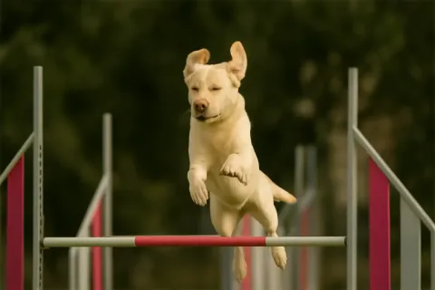 Cane color miele che salta un ostacolo di agility