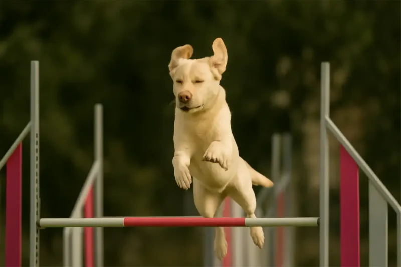 Cane color miele che salta un ostacolo di agility