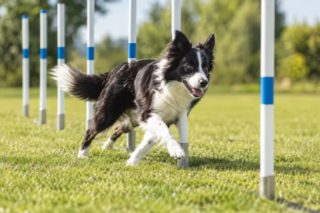 Border Collie bianco e nero che corre tra i paletti di un percorso di agility su un prato