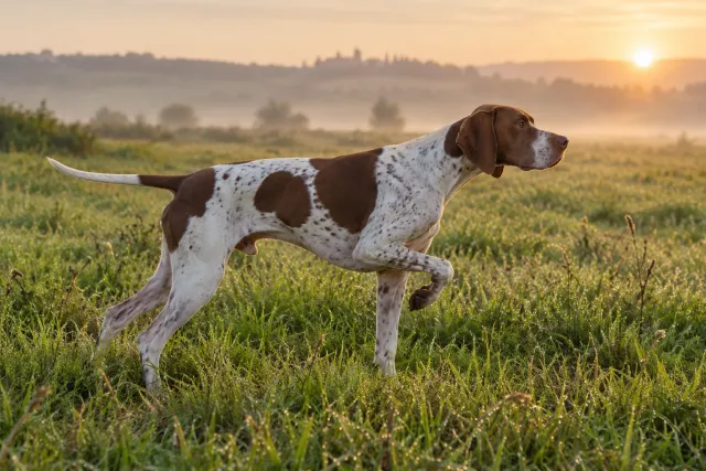 Pointer bianco e marrone in ferma su un prato di campagna all’alba